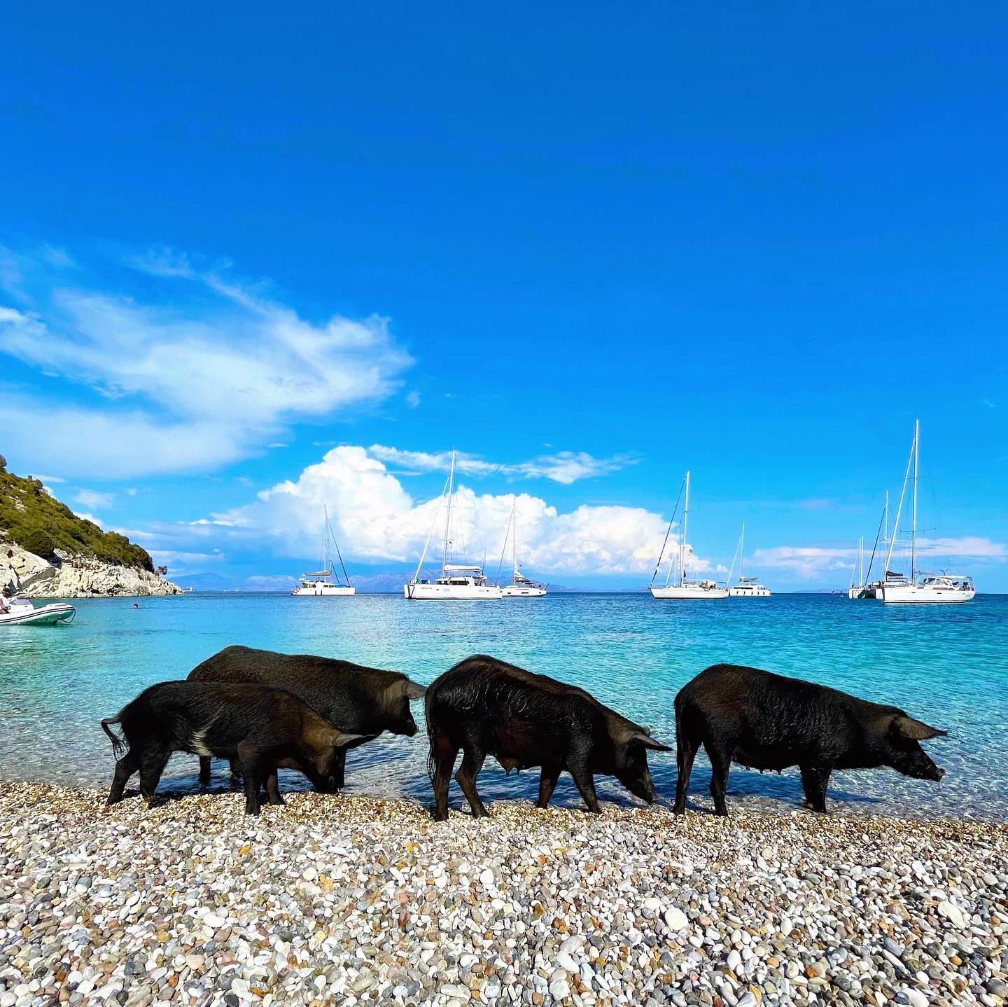 Schwarze Schweine am Kiesstrand von Atokos, dahinter ankernde Yachten