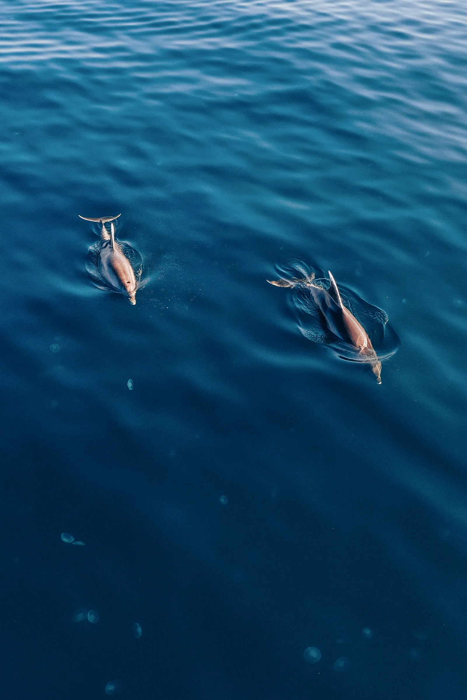 Zwei Delfine in tiefblauem Wasser, von oben gesehen